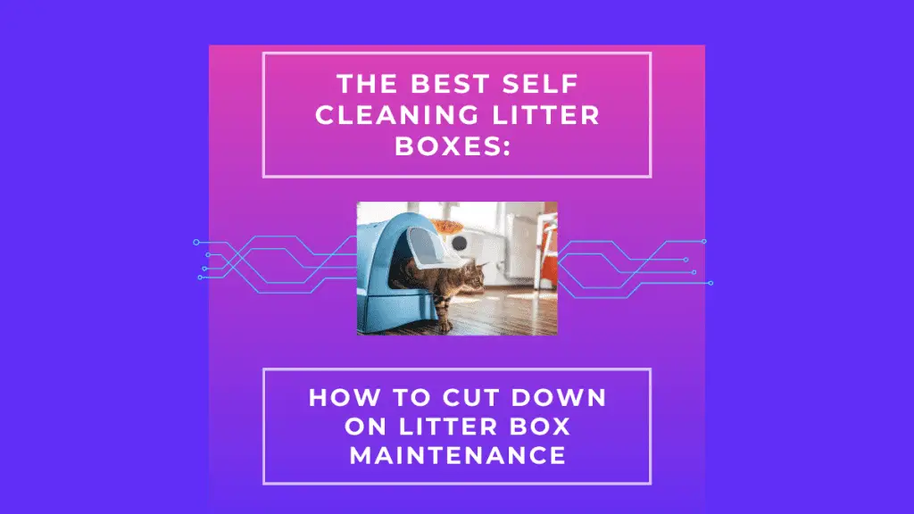 The Best Self Cleaning Litter Boxes: How to Cut Down on Litter Box Maintenance